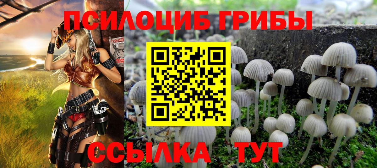 Галлюциногенные грибы Psilocybe Чайковский